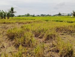 Miris!!! Agen Padi Beli Gabah Petani di Langkat Tak Sesuai Impres