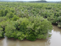 Dibiayai Pengusaha Asing, Warga Halaban Tolak Alih Fungsi Kawasan Mangrove