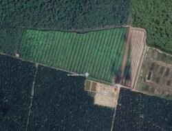 Garap Hutan Lindung, Oknum Kapolsek di Langkat ‘Buang Badan’