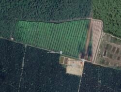 Oknum Kapolsek Rambah Hutan Lindung, Kapolres Langkat ‘Stecu’