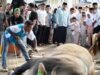 Bobby Nasution Sumbang 17 Sapi Kurban dengan Total Berat 11 Ton ke Masyarakat Secara Pribadi Tahun Ini