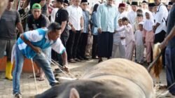 Bobby Nasution Sumbang 17 Sapi Kurban dengan Total Berat 11 Ton ke Masyarakat Secara Pribadi Tahun Ini